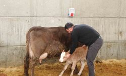 Devlet Desteği ile Kurulan Akıllı Ahır Projesi Verimliliği Artırıyor