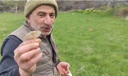 Diyarbakır kırsalında mantar hasadı başladı