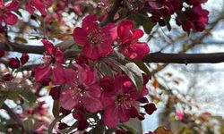 Diyarbakır'da ağaçlar 'kırmızı' renge büründü