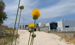 Doğal Miras Tülüşah İçin Acil Koruma Alarmı