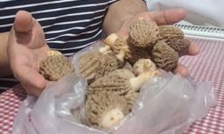 Doğanın Et Tadında Lezzeti: Kuzugöbeği Mantarları Sofralarda