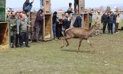 Doğaya 16 kızıl geyik bırakıldı