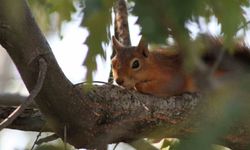 Dumanlı Tabiat Parkı'nda Kızıl Sincap Piknikçilerin Yüzünü Güldürdü