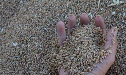 Dünya tahıl üretiminde yeni bir rekor bekleniyor