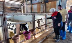 Düzce'de Hastalıktan Ari İşletme Sayısı Hızla Artıyor