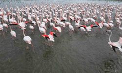 Eber Gölü'nde renk cümbüşü: Flamingolar göz kamaştırdı