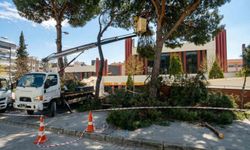 Efeler'de çam ağaçları bakım süreci başladı