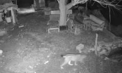 Elazığ'da Bir Evde Yiyecek Arayan Vaşak Görüntülendi