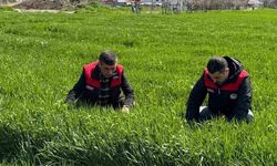 Elazığ'da hububat üreticilerine kök hastalığı uyarısı