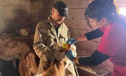 Elazığ'da Şap Aşılama Faaliyetleri Devam Ediyor