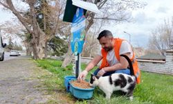 Elazığ'da sokak hayvanlarına mama yardımı devam ediyor