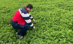 Emet'te yonca denetimleri sürüyor