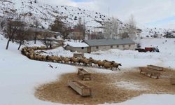 Erzincan'da Küçükbaş Hayvancılığa Yönelik Destek Projesi İçin Başvurular Alınmaya Başlandı