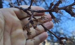 Erzincan'da soğuk havadan kayısı çiçeklerine darbe