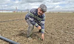 Eskişehir'de İlkbaharın İlk Tohum ve Fideleri Toprakla Buluştu