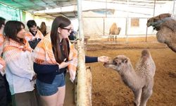 Estonyalı öğrenciler deve çiftliğini ziyaret etti