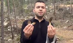 Feke'de kuzu göbeği zenginliği