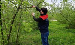 Fındık bahçelerinde denetim sürüyor