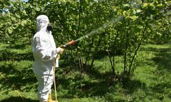 Fındıkta kozalak akarına karşı kimyasal tedavi uygulandı