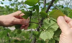 Fındıkta verim kaybı maliyetleri yükseltiyor