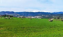 Gediz'de bahar, doğanın renk cümbüşü ile canlanıyor