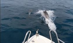 Gökçetepe sahilinde yunuslarla balıkçıların eğlenceli yarışı