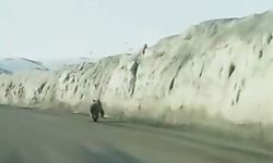 Gürpınar'da yola inen ayı, cep telefonuna yansıdı