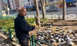 Güvercinlerle dolup taşan dükkanın sahibi