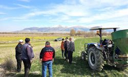 Haşhaş ve tahıllarda hastalık ve zararlı denetimleri başladı