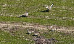 Havaların ısınmasıyla Muş'a toy kuşları gelmeye başladı