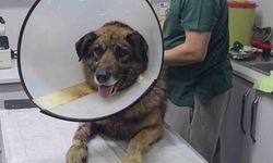 Havladığı Gerekçesiyle 4 Kurşunla Vurulan Sokak Köpeği Hayata Döndü; Adı 'Kurşun' Konuldu