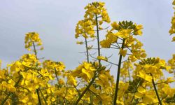 Hayrabolu'da bu yıl 21 bin dekar alanda kanola üretimi gerçekleştirildi