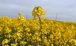 Hayrabolu'da kanola çiçekleri sarı rengiyle görenleri etkiliyor