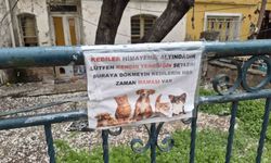 Hayvanseverlerin dikkat çeken mesajı: 'Kediler bizim sorumluluğumuzdadır'