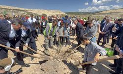 Her taşınan zeytin ağacına bir fidan: Milas'ta 4 bin zeytin fidanı toprakla buluştu