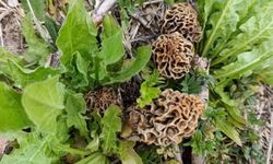 Hisarcık'ta kuzugöbeği hasadı başladı