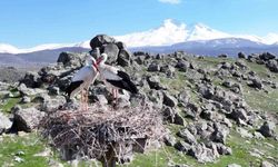 Hürmetçi Sazlığı'nda doğanın canlanışı gözlemleniyor