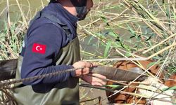 İki inek tahliye kanalından kurtarıldı