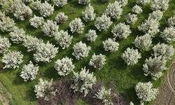 İnegöl'de baharın renk cümbüşü