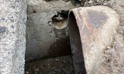 İskenderun'da mahsur kalan yavru kediler kurtarıldı