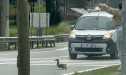 İstanbul'da ördekler için trafik durduruldu