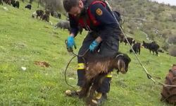 İtfaiye, kuyuya düşen keçiyi kurtardı