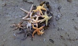 İzmit Körfezi'nden 1,8 milyon metreküp çamur temizlendi, deniz canlıları geri döndü