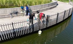 İzmit Millet Bahçesi göletinde bilimsel iyileştirme çalışmaları başladı