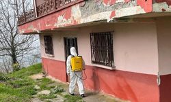 Kahverengi Kokarca ile Mücadele Düzce'de Devam Ediyor