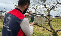 Kahverengi kokarca zararlısına karşı tuzak uygulaması