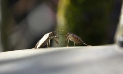 Kahverengi kokarcaya karşı mücadelede zehirli mantarlardan yararlanılacak