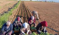 Karacasu'da tütün hasadı için hazırlıklar başladı