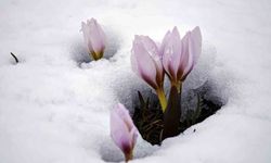 Karla Kaplı Çiğdemler Görsel Şölen Sunuyor