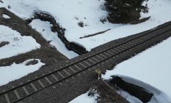 Kars'ta boz ayı dron ile karşılaşınca ilginç anlar yaşandı